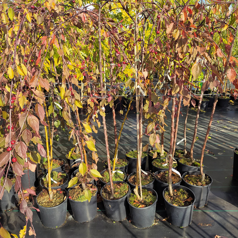 Jabłoń ozdobna purpurowa Pendula