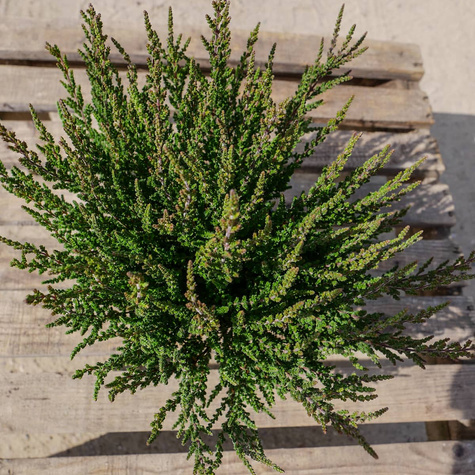 6 x Wrzos pospolity czerwony kwiat zielone liście sadzonki