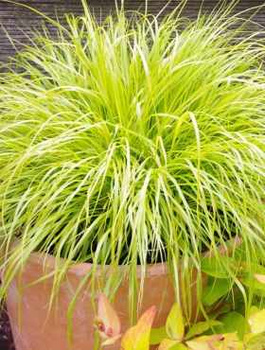 Rozplenica japońska Pennisetum al. Goldrich