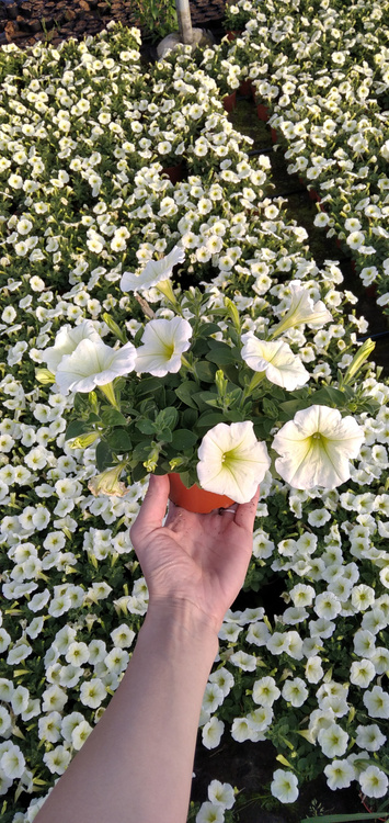 Surfinia Petunia Plus Popcorn Sadzonka NOWOŚĆ