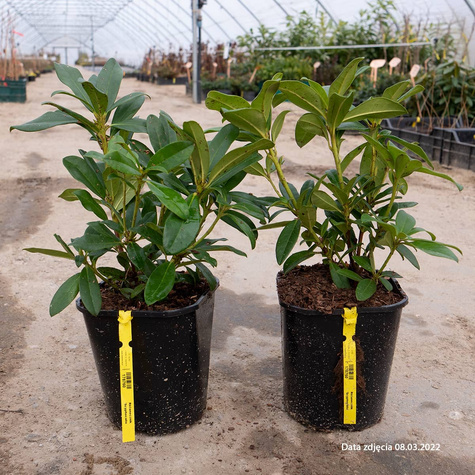 Różanecznik wielkokwiatowy Scyphocalix (C2)