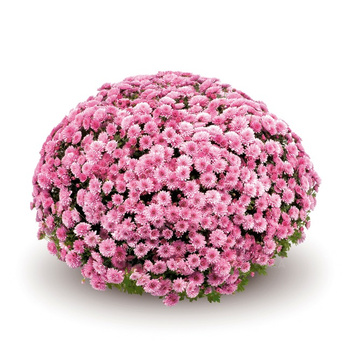 Chryzantema drobnokwiatowa Jasoda Dark Pink sadzonki w doniczce P11