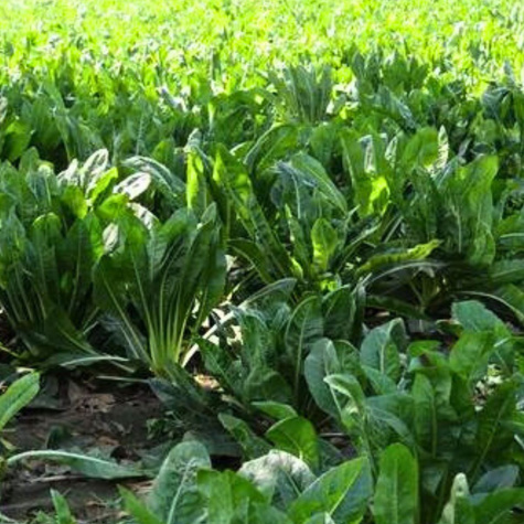 CYKORIA LIŚCIOWA Zuccherina Di Trieste - 0,2 g