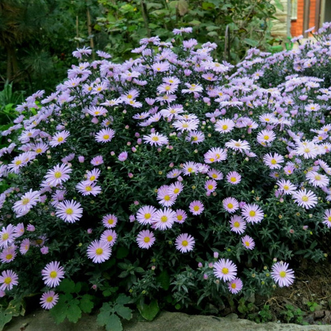 Aster krzaczasty Lady in Blue (C2)