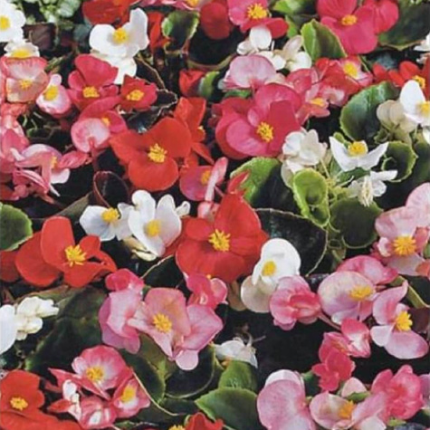 Begonia stale kwitnąca zielonolistna mix 0,1g Plantico