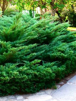 Jałowiec sabiński Jeden z piękniejszych jałowców