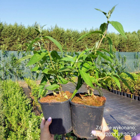 Żylistek mieszańcowy Pink Pom Pom (C2)