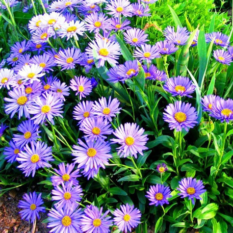 Aster krzaczasty Lady in Blue (C2)