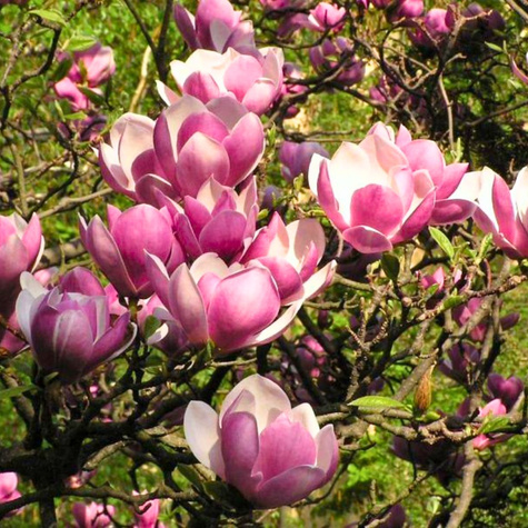 Magnolia Rustica Rubra dwubarwna 