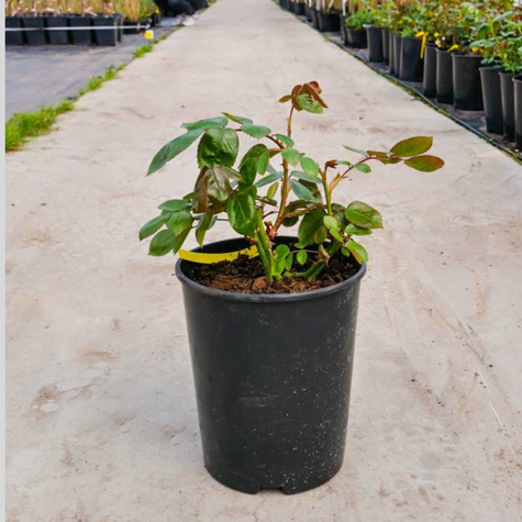 Róża pnąca Courtyard® Dilan (C2)