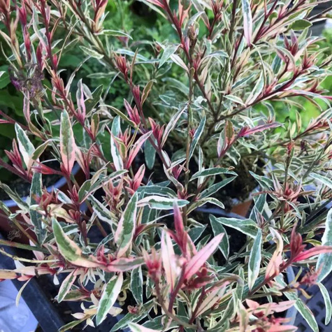 Gaura Gambit Variegata Rose (C2)
