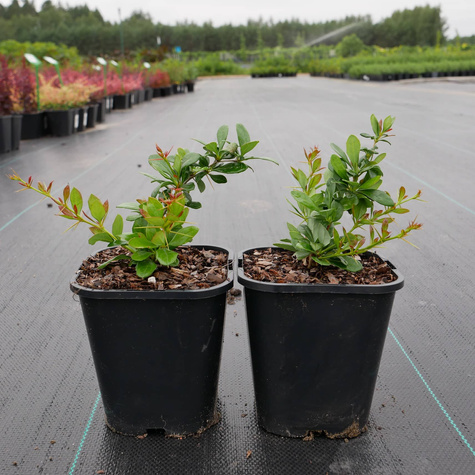 Berberys pośredni Parkjuweel (C1.7)