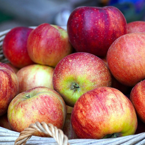 Jabłoń Lobo Plant Pack
