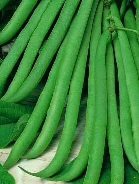 Fasola szparagowa zielona karłowa bezłykowa Delinel 30g