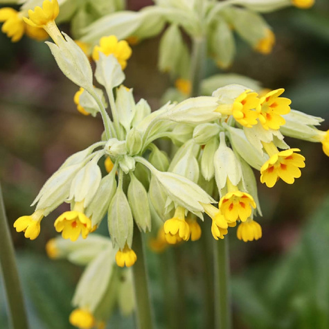 Pierwiosnek lekarski Pure Yellow (C2)