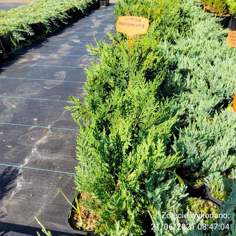 Jałowiec płożący Icee blue Cenna odmiana