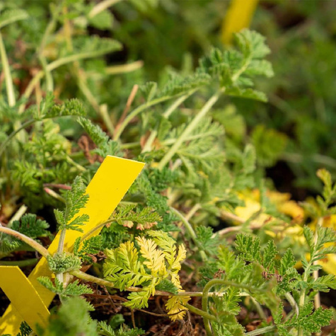 Iglica plamista (C2)