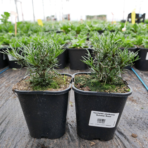 Nachyłek okółkowy Sunstar Rose (C2)