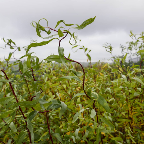 Wierzba mandżurska Torturosa (C2)