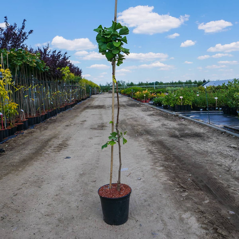 Miłorząb dwuklapowy szczepiony na pniu Pa 60 (C2)