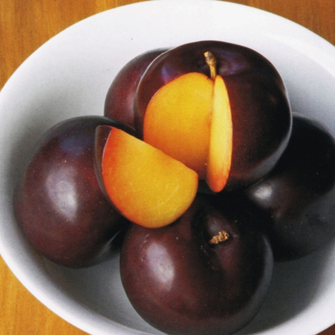 Śliwa japońska Black Amber Mrozoodporna Plant Pack