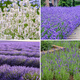 Zestaw Niskie Lawendy kolorowe pachnące (C2) 