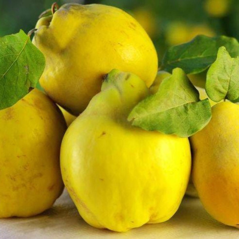 Pigwa jabłkowa Uśpiech Plant Pack