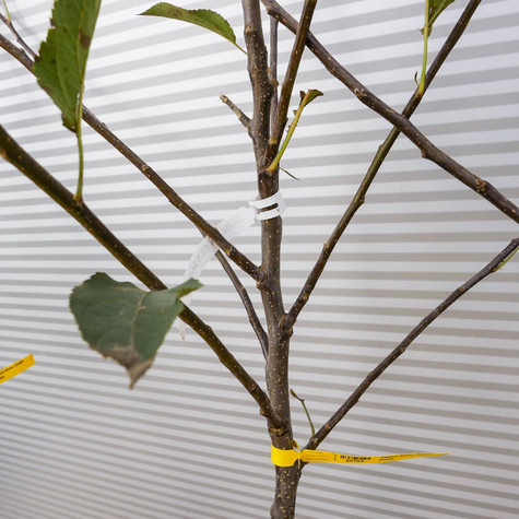 Jabłoń Elstar Plant Pack