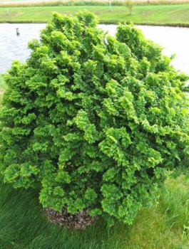 Wiąz polny karłowy Jacqueline Hillier (C2)