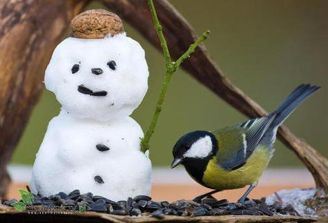 POKARM karma dla ptaków PTAKI ZIMUJĄCE 3L (ME30)