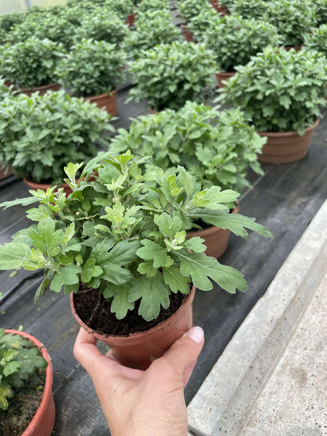 Chryzantema drobnokwiatowa Jasoda Dark Yellow sadzonki w doniczce P11