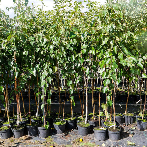 Brzoza Pożyteczna Brzoza Himalajska Long Trunk Szczepiona