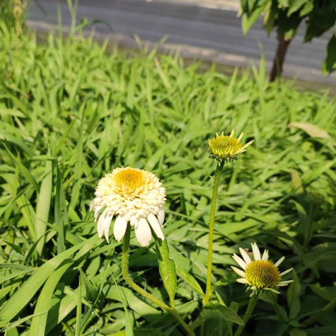 Jeżówka purpurowa Pappalo Semi Double White