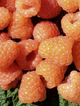 Malina pomarańczowa Lovers Garden Apricot jesienna