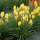 Trytoma Poco Yellow (C2)
