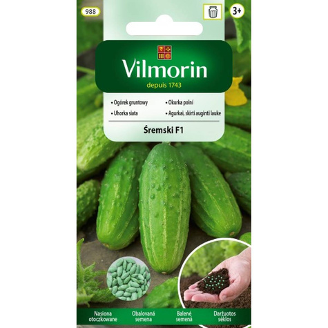 Ogórek gruntowy Śremski 45 ziaren nasiona otoczkowane