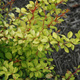 Berberys thunberga Golden Dream (P9)