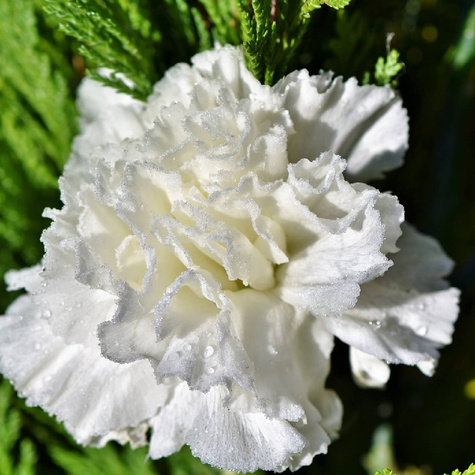 Goździk ogrodowy Silver Stars Arctic Star (C2)