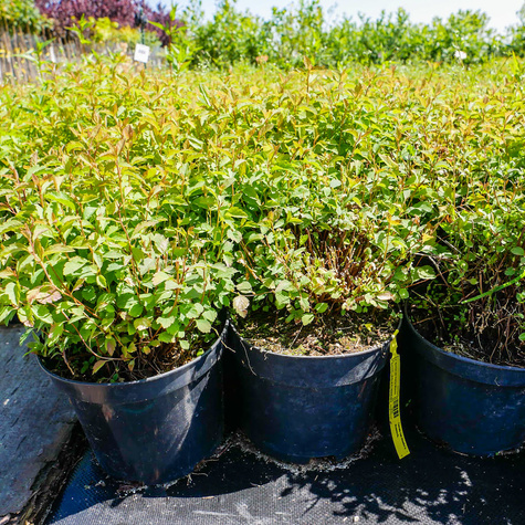 Sztobry Tawuła van Houtte'a Medeloch 10szt.