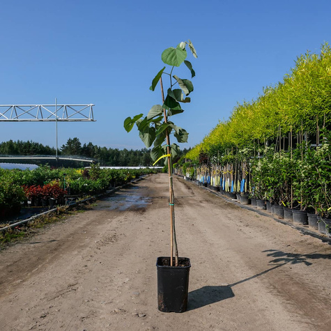 Lipa srebrzysta Tilia Tomentosa (C2)