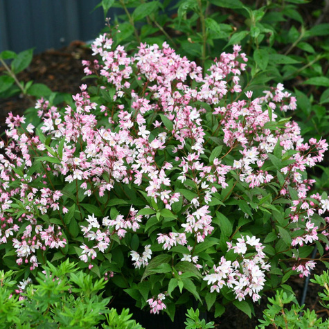 Żylistek karłowy Yuki Cherry Blossom (C2)
