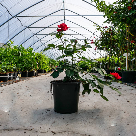 Róża bukietowa National Parks Grenada pachnąca (C2)