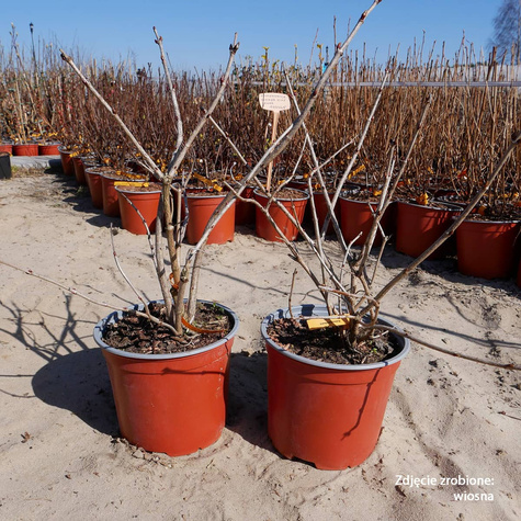 Kalina koralowa Compactum (P9)