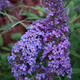 Budleja Davida Nanho Blue (C2)