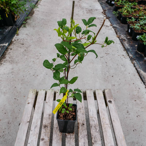 Powojnik Clematis wielkokwiatowy Guernsey Cream