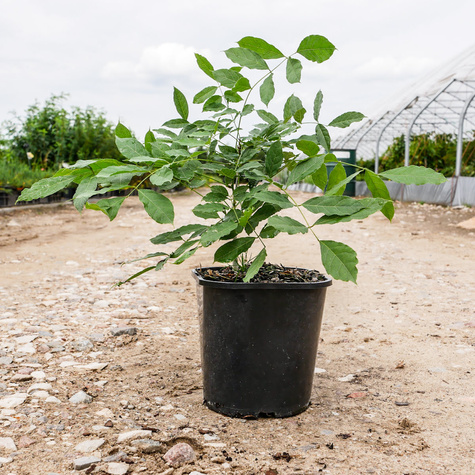 Glicynia chińska fioletowa