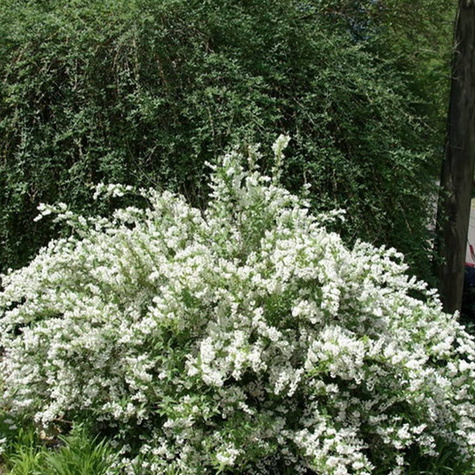 Żylistek karbowany Dippon (C2)