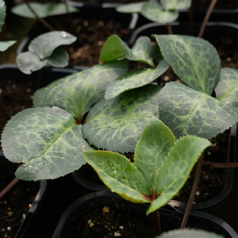 Ciemiernik Anna's Red (C2)