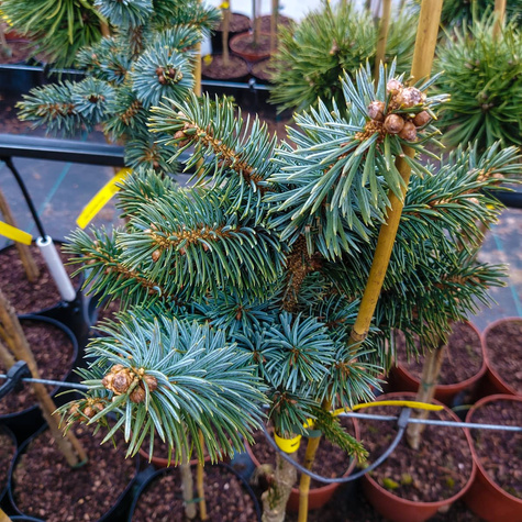 Świerk sitkajski Rom szczepiony na pniu Pa70