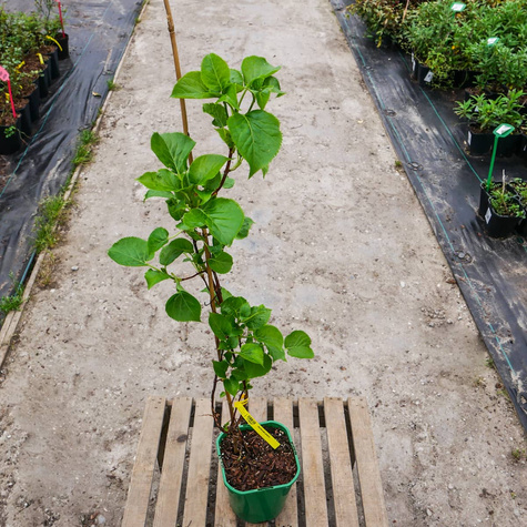 Hortensja pnąca (P9)